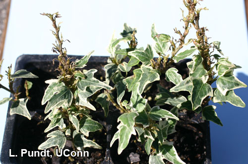 Broad mite injury on ivy