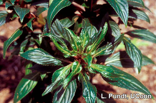 Broad mite injury on New Guinea Impatiens