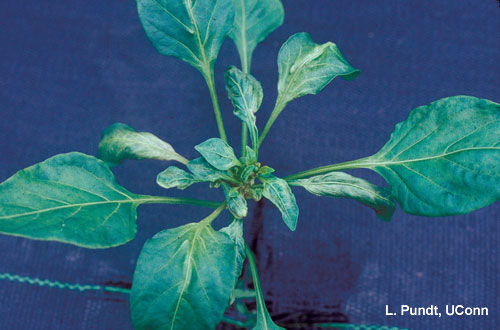 Broad mite injury on pepper