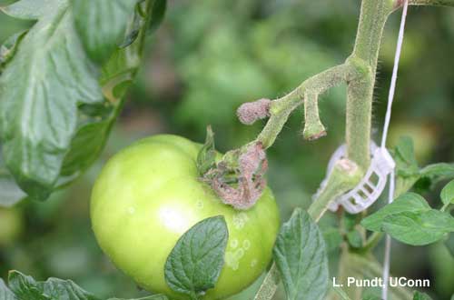 Botrytis - greenhouse tomato (ghost spot)