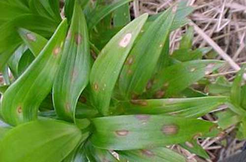 Botrytis ellipteca - Lilies