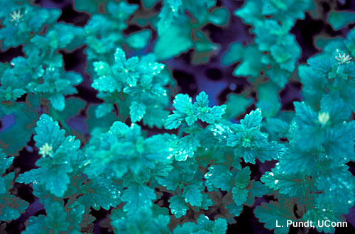 Thrips – Western flower thrips feeding injury on verbena foliage