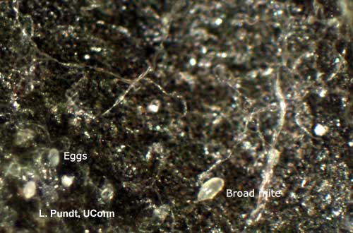 Broad mite and eggs on Gerbera