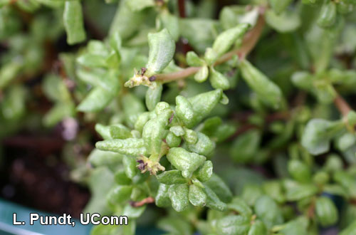 Broad mite injury on portulaca