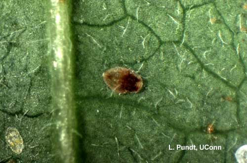 Parasitized Pupa (Sweet Potato Whitefly)