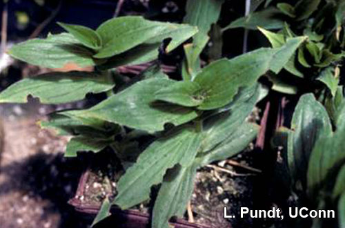 Black vine weevil damage