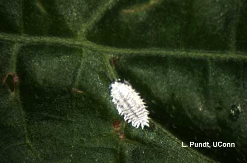 Citrus Mealybug