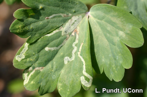 Leafminer injury