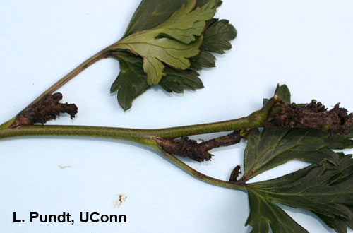 Cyclamen mite injury on larkspur