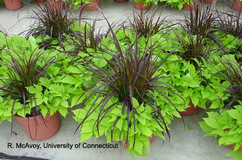 Plant Growth Regulators - Combination Planters