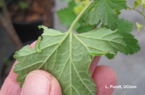 Currant sawfly or Imported currantworm