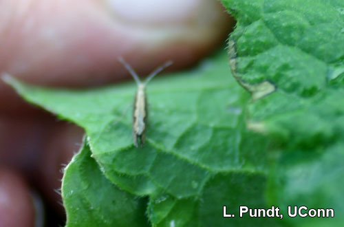 Diamondback moth adult