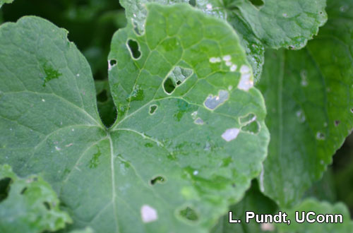 Diamondback moth - damage