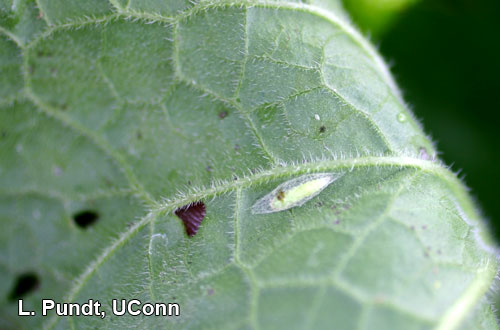 Diamondback moth pupae