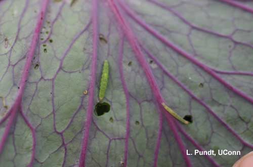 Diamondback Moth Larvae