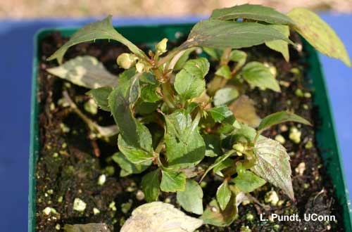 Downy mildew - Impatiens