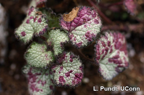 Downy mildew on Lamium