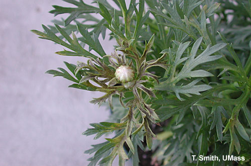 Downy mildew on Argyranthemum