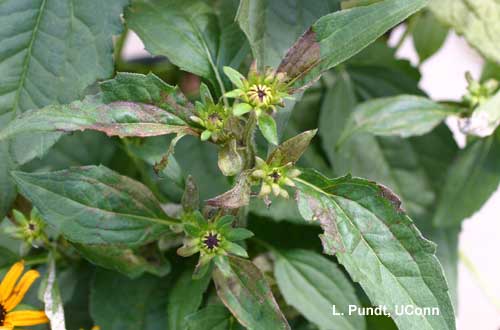 Downy mildew - Rudbeckia