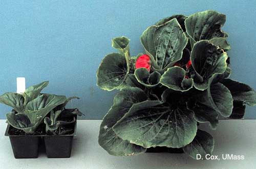 Soluble salt injury on begonia