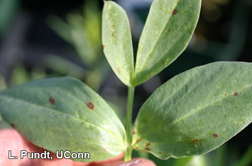 Indicator Plant - Fava Bean for INSV