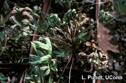 Fungus gnat larvae damage on Lupine