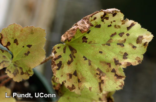 Foliar nematode (Aphelenchoides species) damage-Heuchera