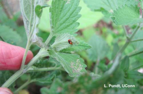 Four lined plant bug nymph