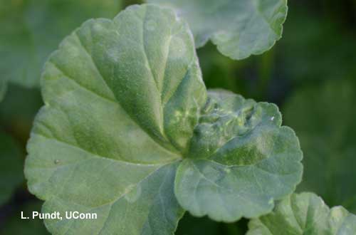 Aphids – Foxglove aphid feeding injury on geranium