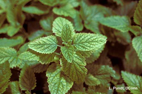 Mites – Spider mite feeding injury on lemon balm