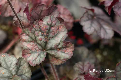 Rust - Heuchera