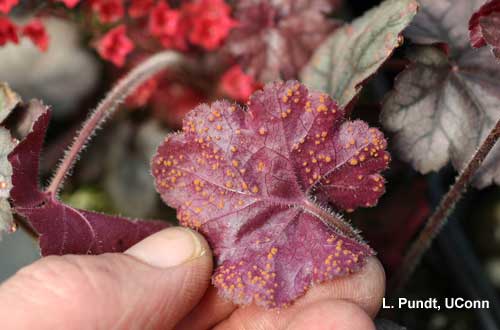 Rust - Heuchera