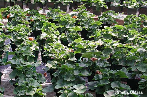 Soluble salt and ammonium injury - wilted leaves "flagging" on geraniums