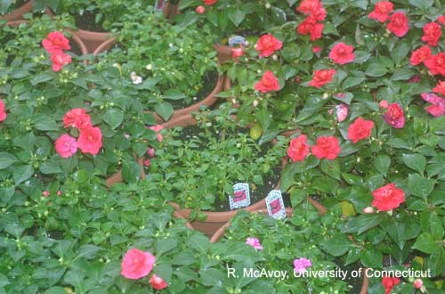 Plant Growth Regulators - Overdose on Impatiens