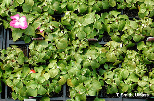 Heat injury on impatiens