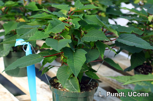 Poinsettia Indicator Plant