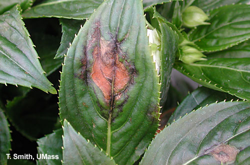 Impatiens Necrotic Spot Virus (INSV) - New Guinea Impatiens