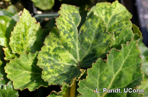 Impatiens Necrotic Spot Virus (INSV) - Begonia