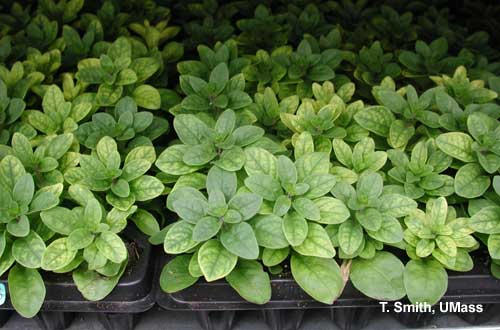 Iron deficiency on petunia