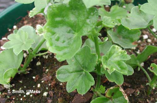 Pesticide spiromesifen (Judo) injury on ivy geranium