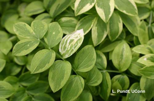 Leafminer – feeding injury by larvae on Jacobs ladder (Polemonium)