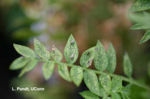 Leafminer – Adults on Jacobs ladder (Polemonium)