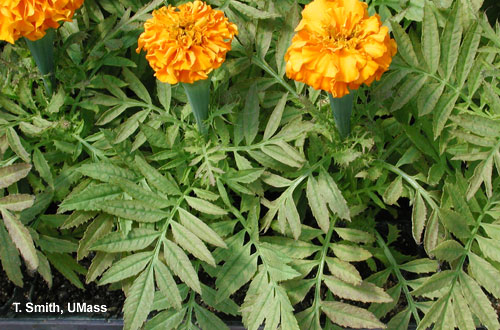 Iron toxicity on marigold