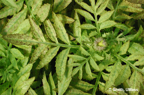 Iron toxicity on marigold