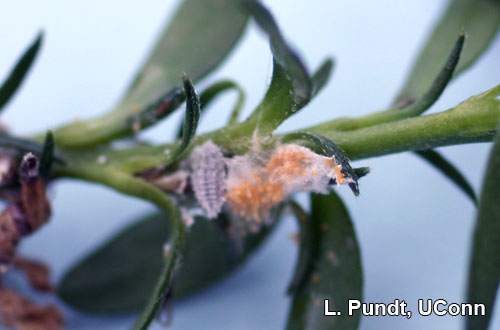 Mealybug