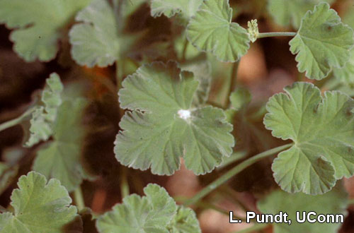 Mealybug on Scented geranium