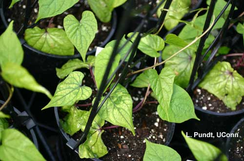 Mites – Two-spotted spider mites feeding injury on moonflower (Ipomoea alba)