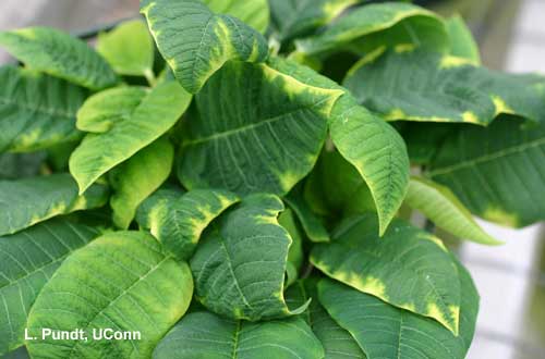 Molybdenum deficiency on poinsettia