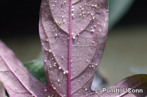 Ipomoea 'Blackie' - Intumescence