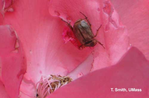 Oriental Beetle on Rose